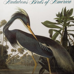 Audubon_Birds_of_America