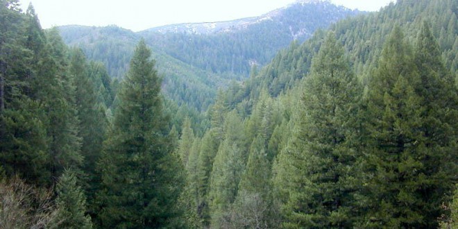 Conifer_forest