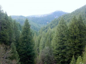 Conifer_forest
