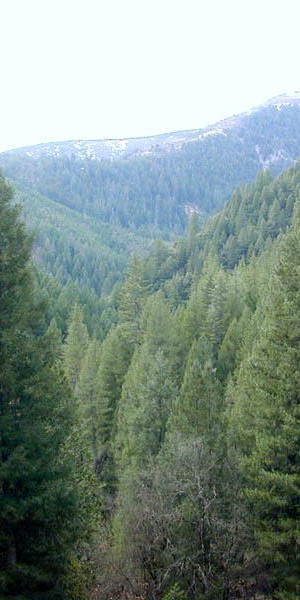 Conifer_forest