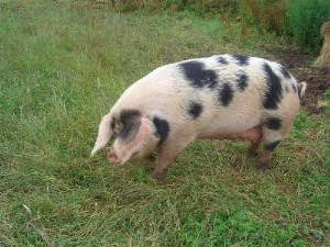 gloucester-old-spots