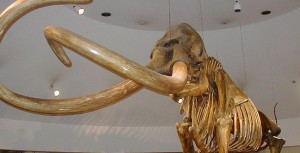 Columbian_mammoth