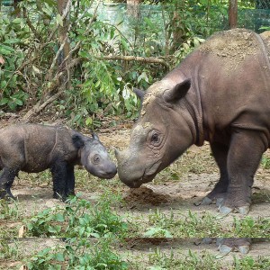 1280px-Sumatran_rhinoceros_four_days_old