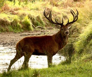 1024px-Flickr_-_don_macauley_-_Red_Deer