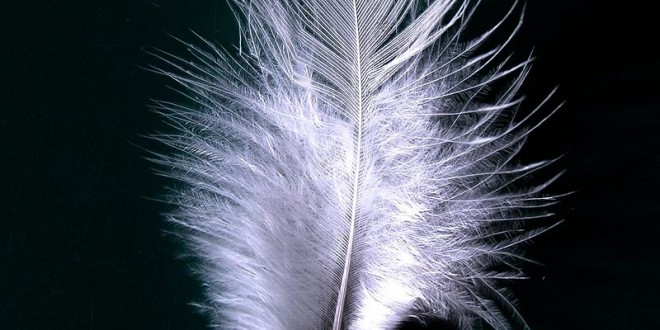 800px-A_single_white_feather_closeup