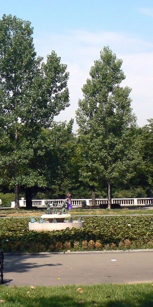 Borisova-garden-lily-lake