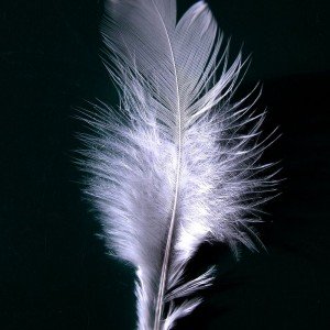 800px-A_single_white_feather_closeup