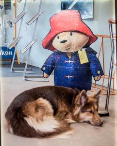 10633447_1303271019686526_561333024541738157_o