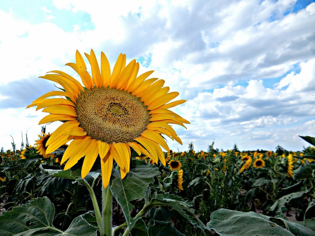 sunflower and blue skies