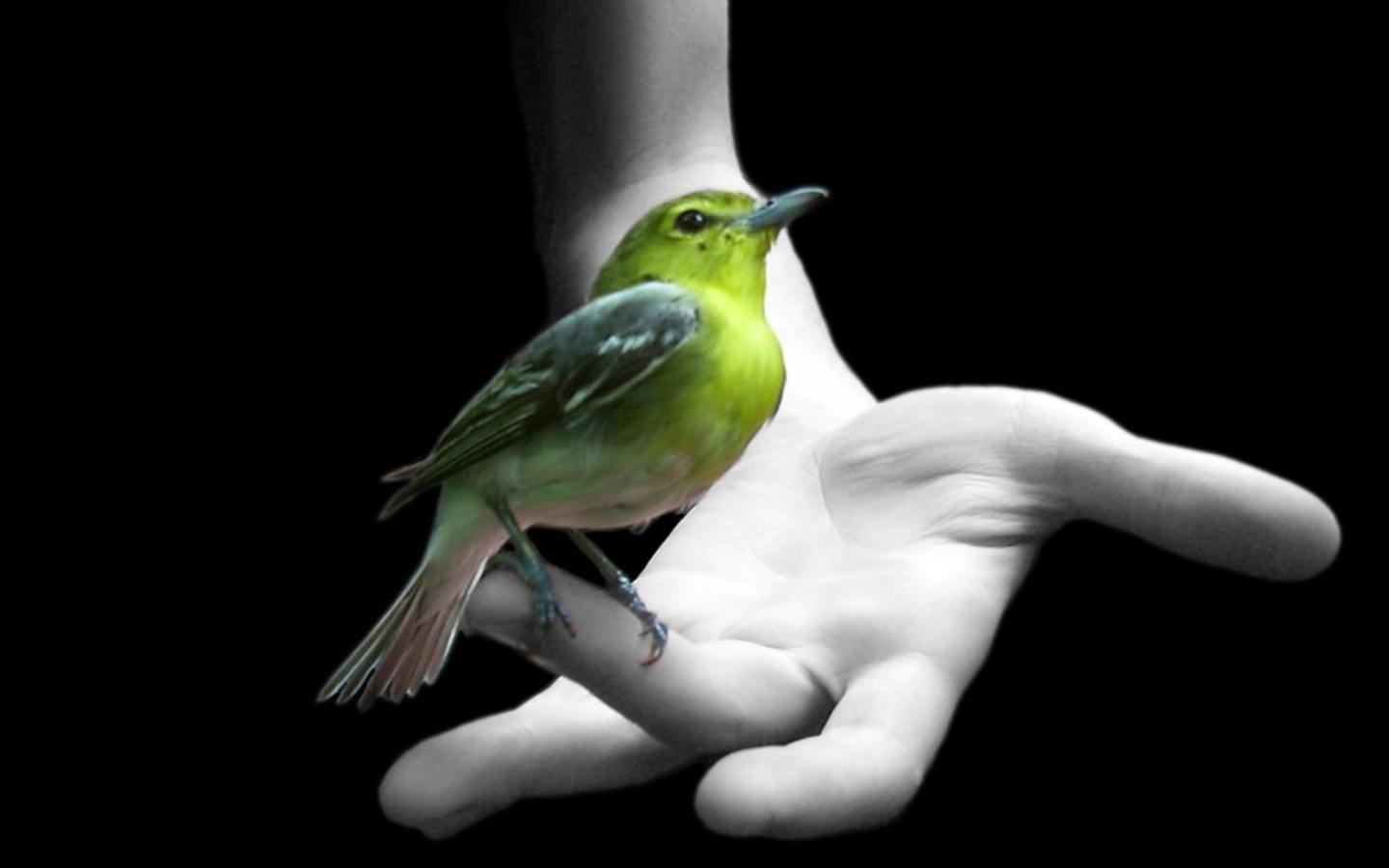 greenbird-arm-wallpaper