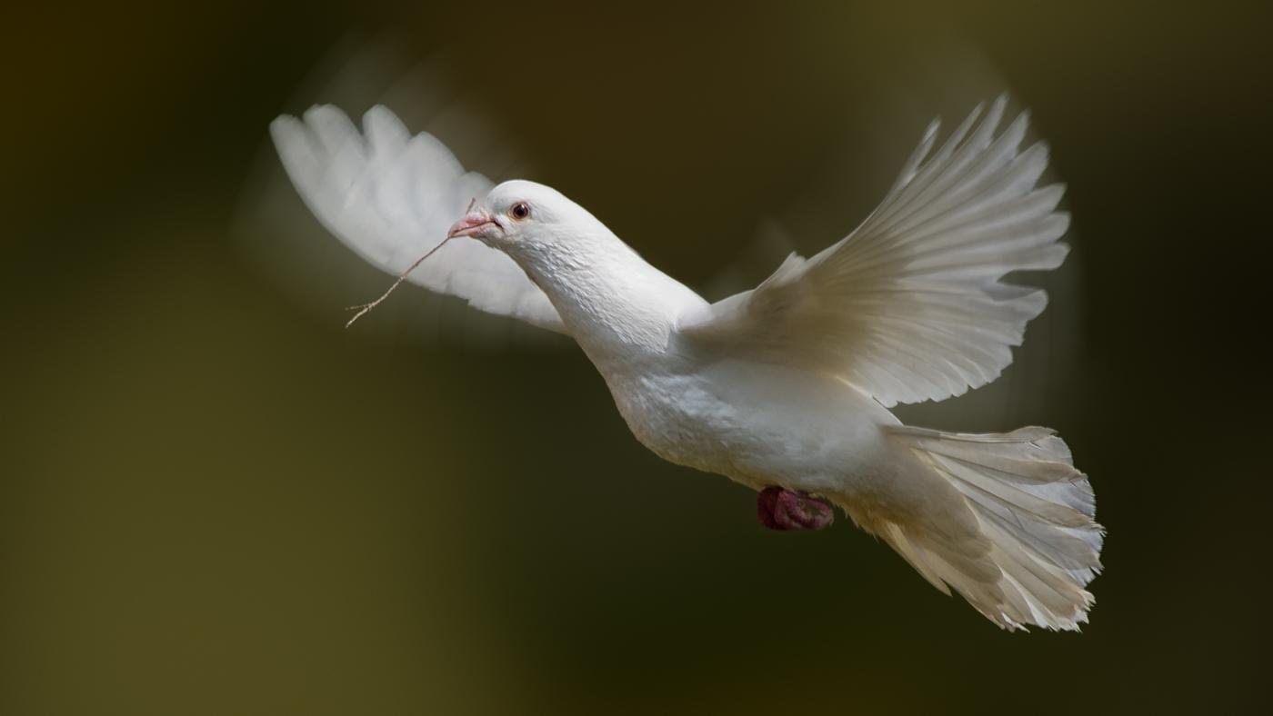 white-doves-symbolize_c36f0008c624e46f