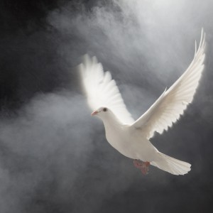White dove in flight