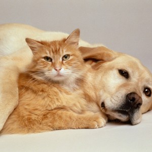 Dogs and Cats - common Problems,pets, Cat, pet, dog,