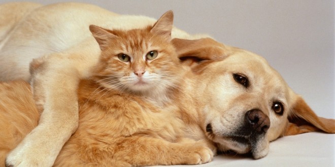 Dogs and Cats - common Problems,pets, Cat, pet, dog,