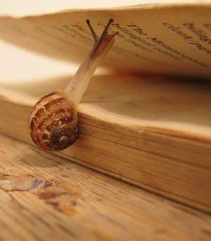 snail-on-book