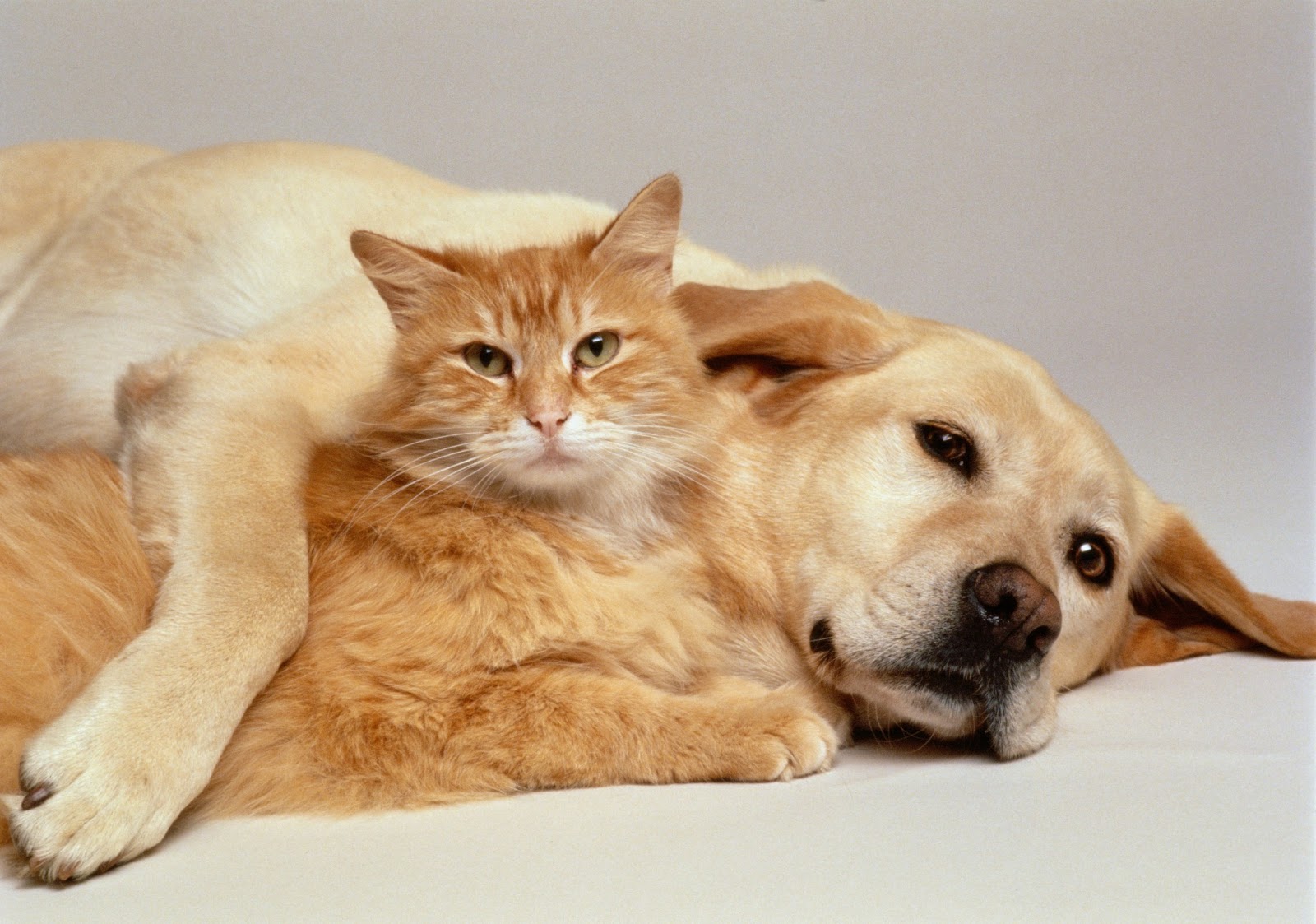 Dogs and Cats - common Problems,pets, Cat, pet, dog,