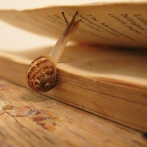 snail-on-book