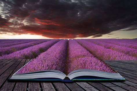 veneratio-creative-concept-pages-of-book-stunning-lavender-field-landscape-summer-sunset-under-moody-red-stor_a-G-12363436-14258384
