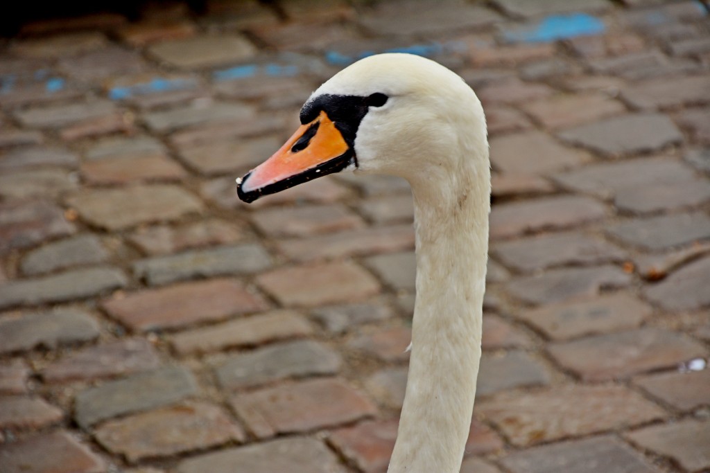DSC_4858-0