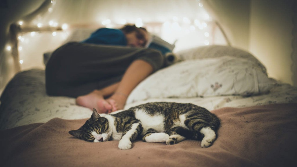 cat sleeping on a bed and a girl reading