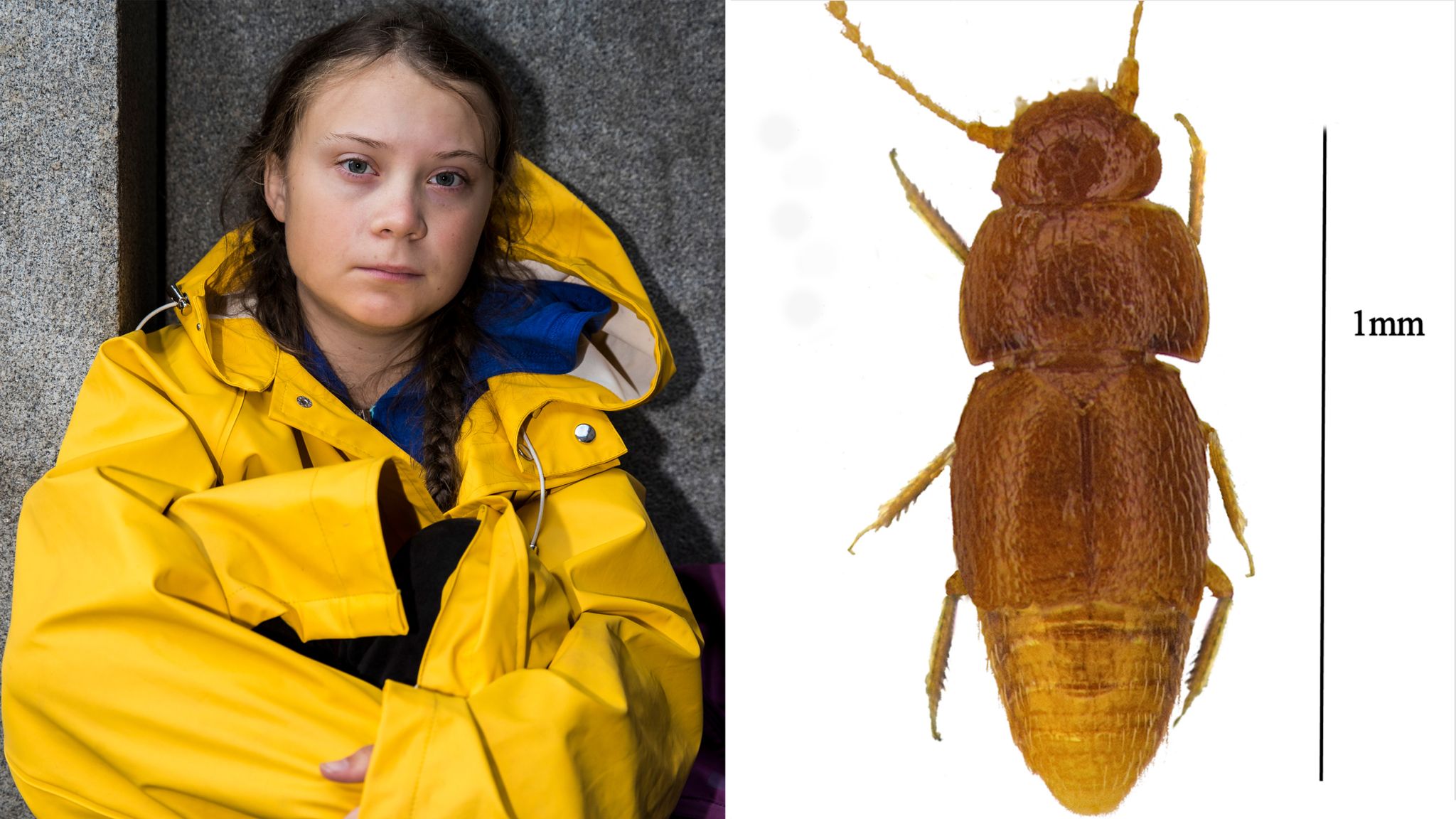 skynews-greta-thunberg-beetle_4815761