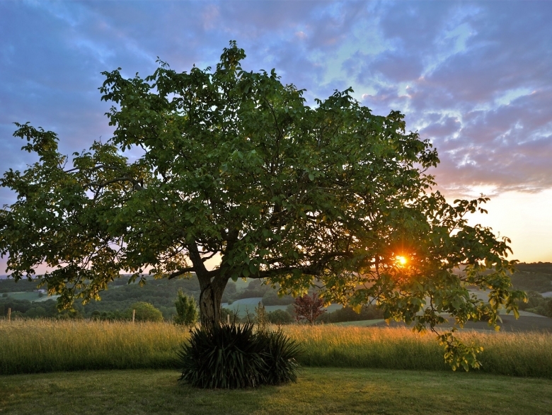5c159aeea2189-Walnut-tree-Lusignac-2011