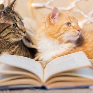 two cats lying on sofa with book at home