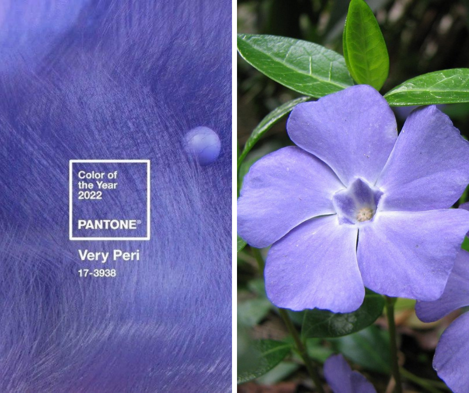 pant