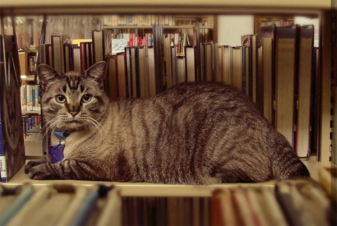 librarycat